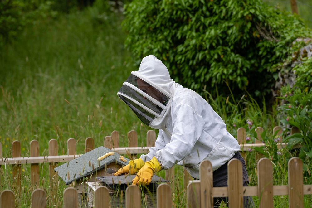 Bee maintenance at Sizergh Castle, Cumbria. Original public domain image from Flickr