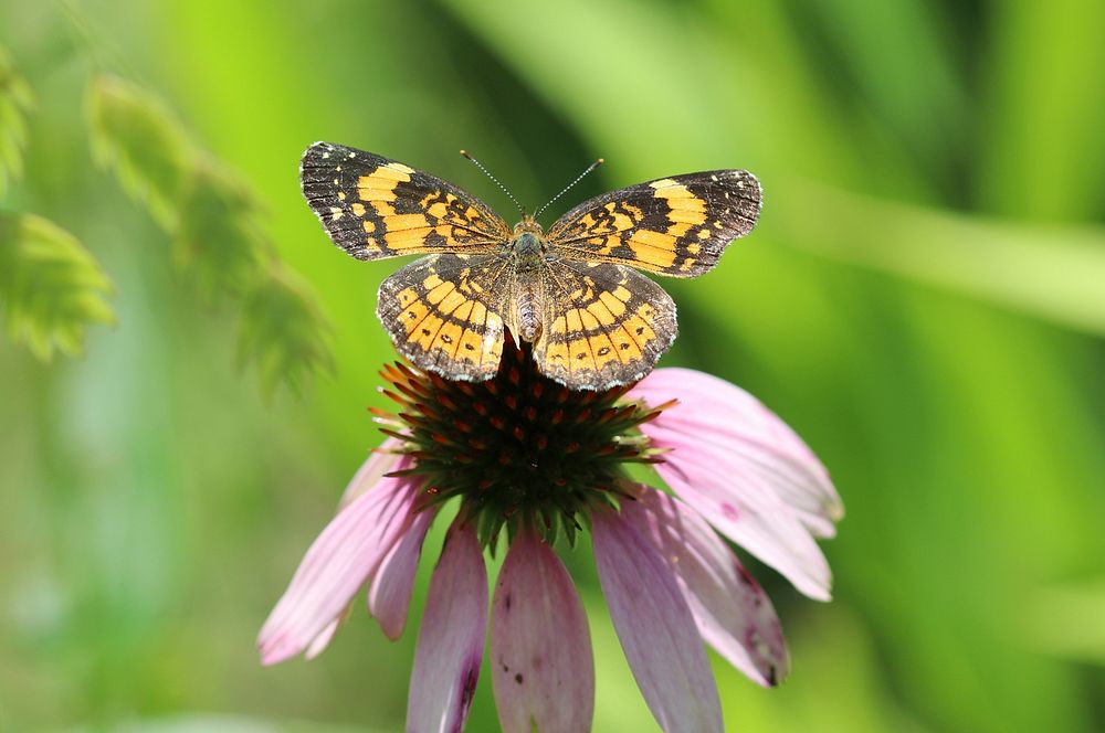 Silvery checkerspot butterfly on pink coneflower. Original public domain image from Flickr