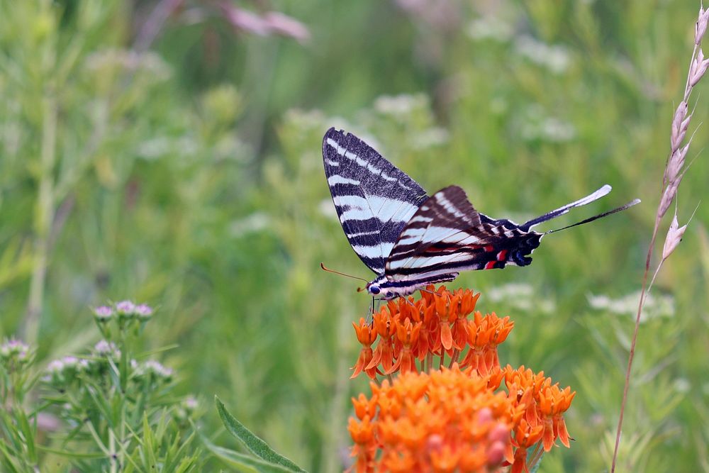 Zebra swallowtail butterfly on butterfly milkweedWe spotted this zebra swallowtail butterfly on butterfly milkweed at Mingo…