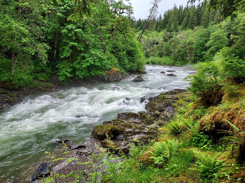 Stillaguamish River near Verlot, Mt. Baker-Snoqualmie National Forest. Photo by Anne Vassar June 14, 2021. Original public…