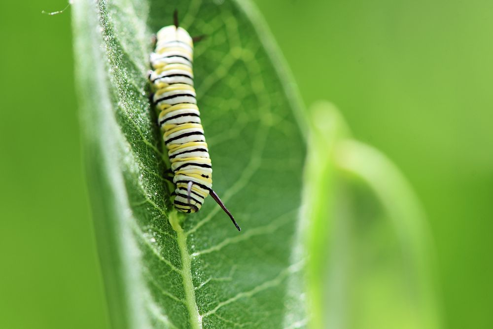 Monarch caterpillar on common milkweed. Original public domain image from Flickr