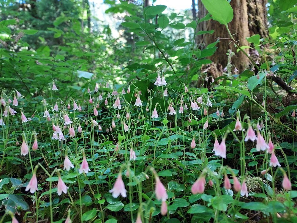 Twinflower, Mt. Baker-Snoqualmie National Forest. Photo by Anne Vassar June 17, 2021. Original public domain image from…