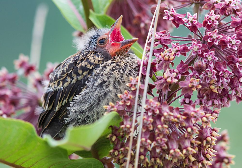 Fledgling red-winged blackbird on a common milkweed plant. Original public domain image from Flickr