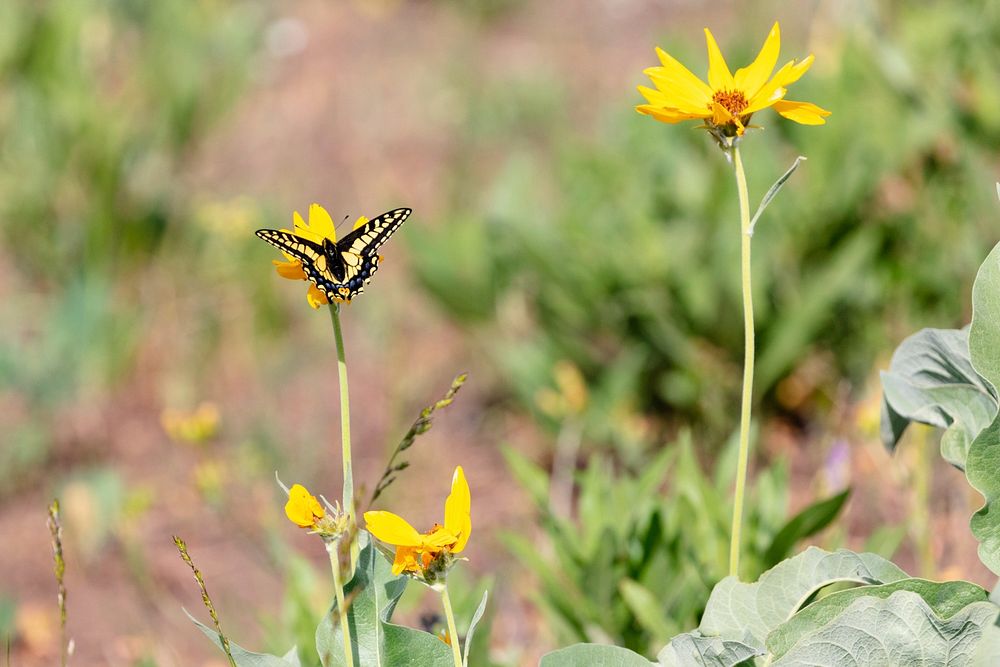 Swallowtail butterfly feeding on heartleaf arnica pollen by Jacob W. Frank. Original public domain image from Flickr