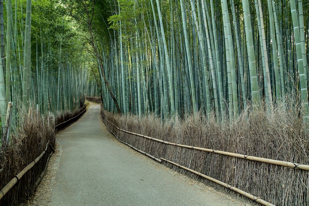 Japanese bamboo forest, background photo. Free public domain CC0 image.