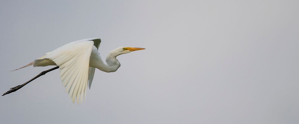 Great egret flying in sky. Original public domain image from Flickr