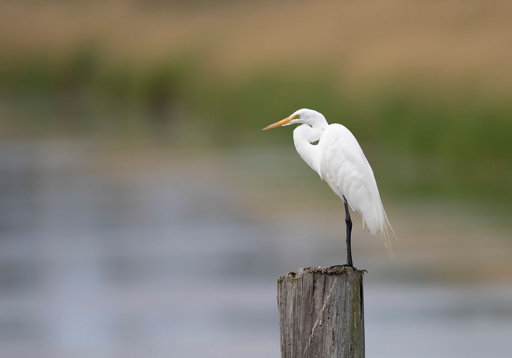 Great egret perched along a wetland