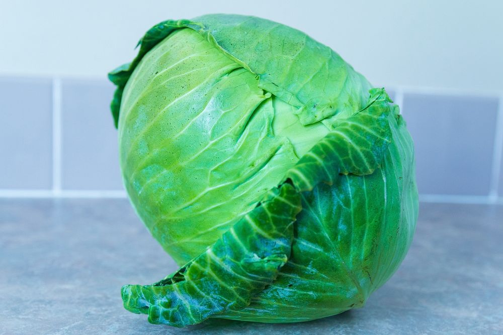 Cabbage. ACES. Gracen Carter
