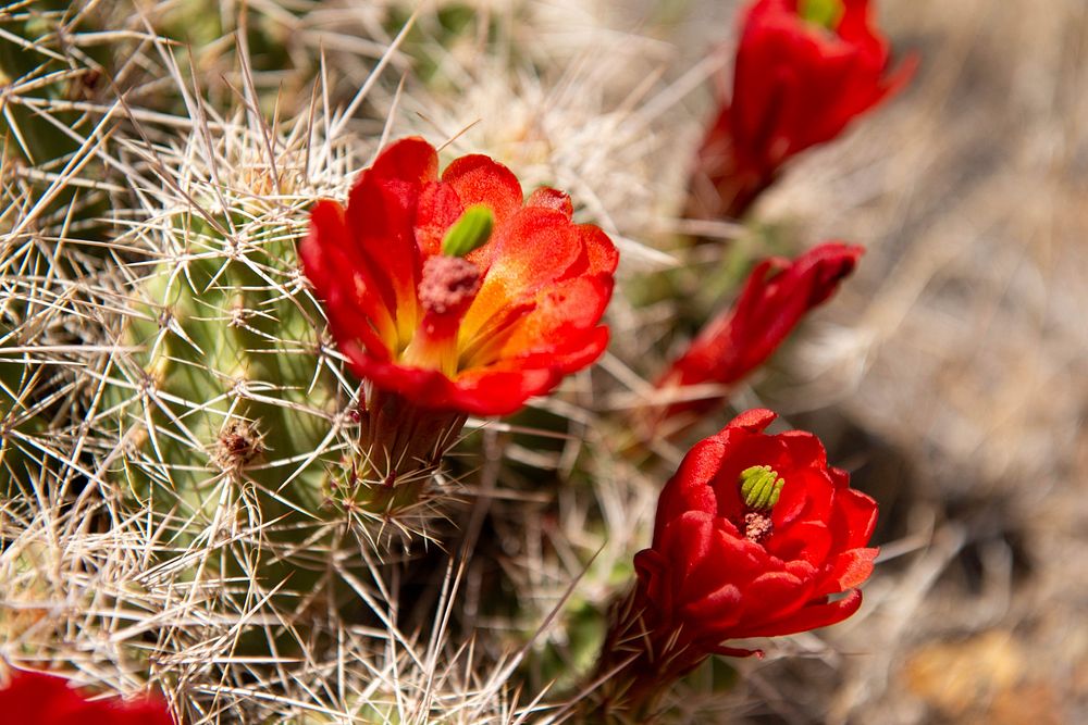 Claret Cups in Bloom. Original public domain image from Flickr