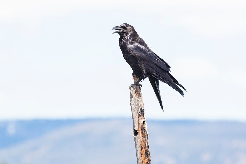 Raven perching on a snag. Original public domain image from Flickr
