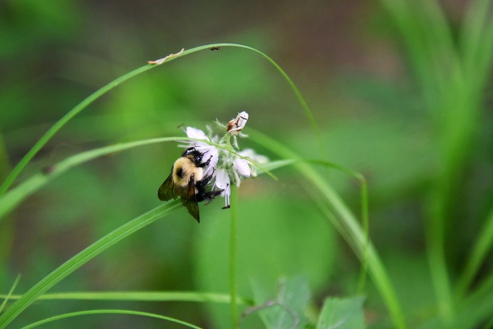 Brown-belted bumble bee on Virginia waterleafPhoto by Courtney Celley/USFWS. Original public domain image from Flickr