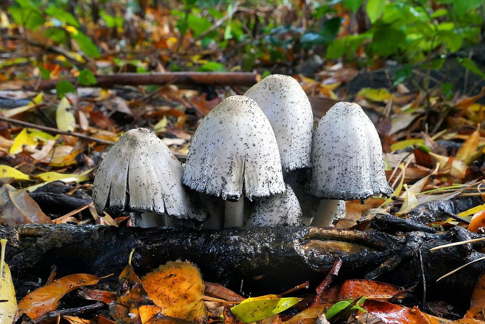 Shaggy Ink Caps.Coprinus comatusAs its name suggests, the shaggy inkcap, or 'lawyer's wig', has a woolly, scaly surface to…