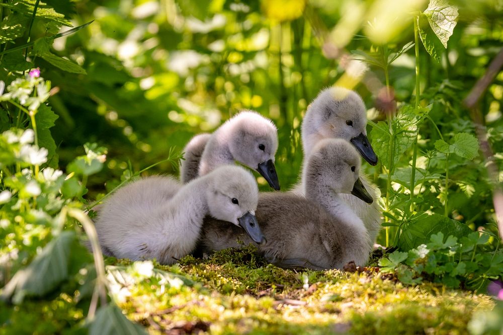 Baby swans on land. Original public domain image from Flickr