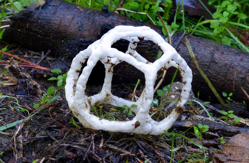 Basket Fungi.