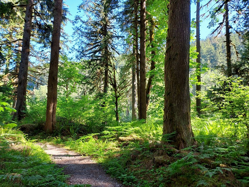 Old Sauk Trail, Mt. Baker-Snoqualmie National Forest. Photo by Anne Vassar June 2, 2021. Original public domain image from…