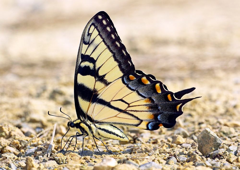 Beautiful butterfly in nature. 