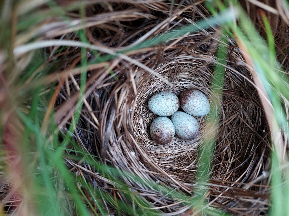 Saltmarsh sparrow nest with 4 eggs. Original public domain image from  Flickr