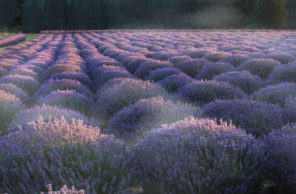 Morning mist on lavender.