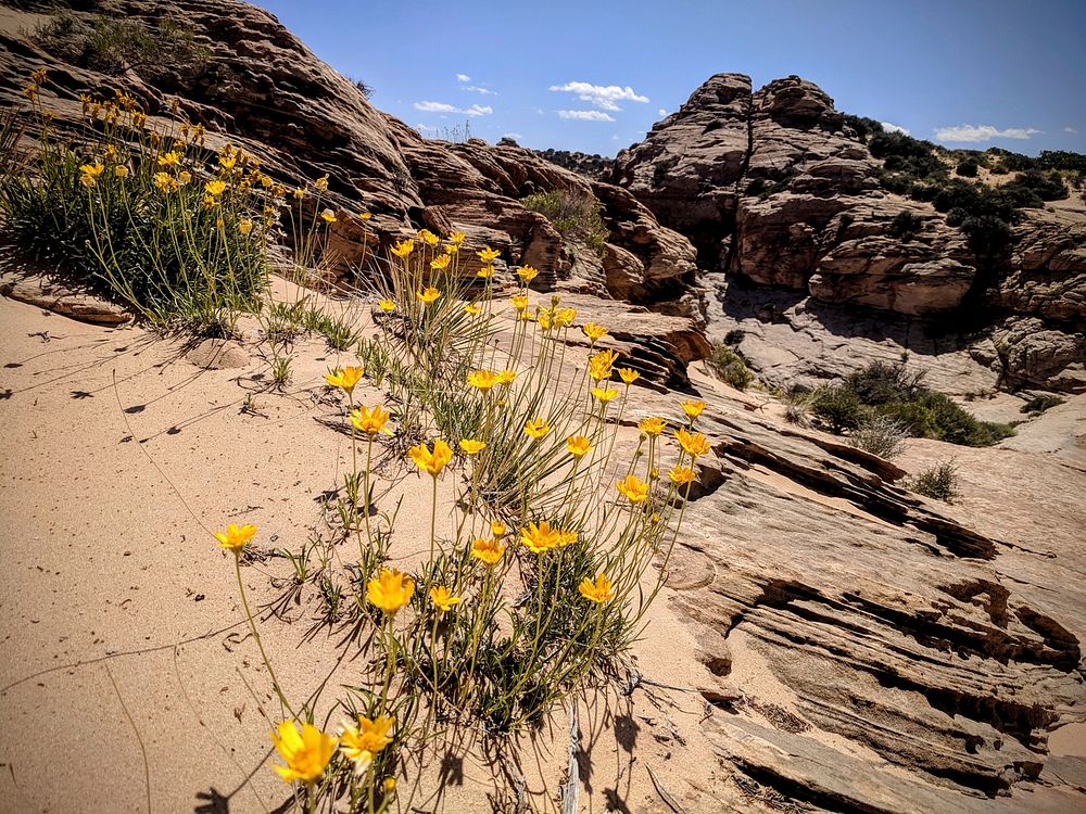 Yellow Flowers in SandA curved line of yellow flower grow through soft sand between barren rocks. NPS / Scott Chandler.…