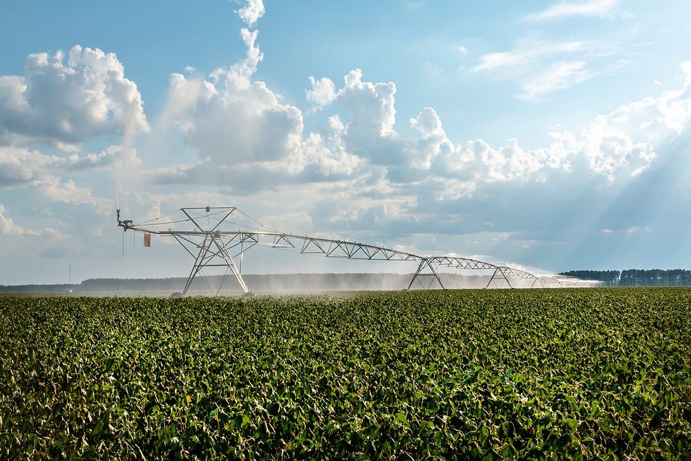 Irrigation in cotton field. Free public domain CC0 photo.