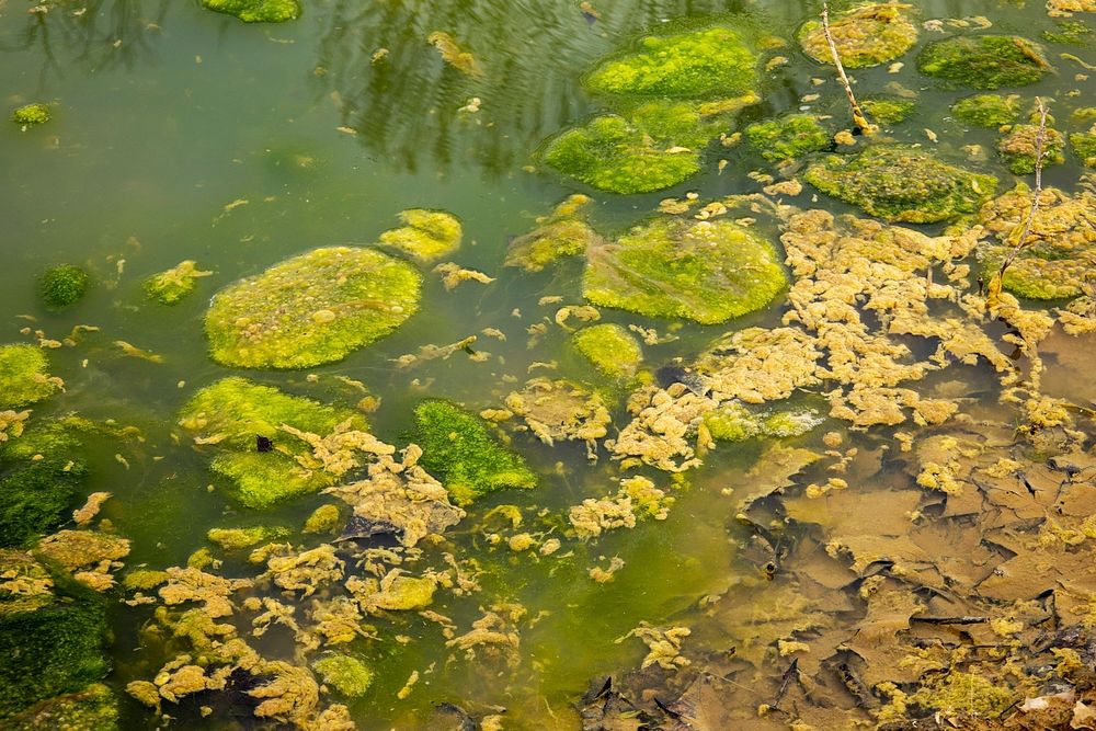 Spring Algae Bloom on Pond | Free Photo - rawpixel