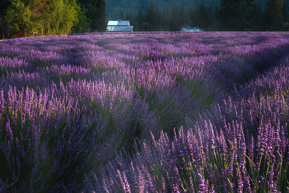 Lavender at sunrise with a hint mist, Lavender Valley Farms, Oregon