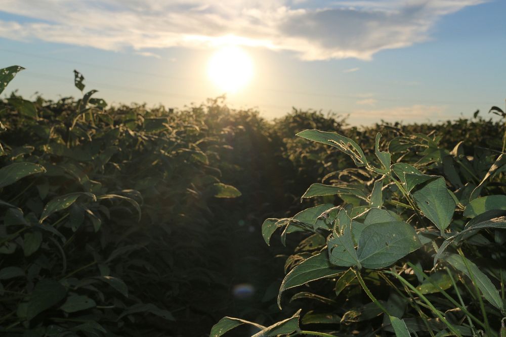 Soybean Field at Sunset