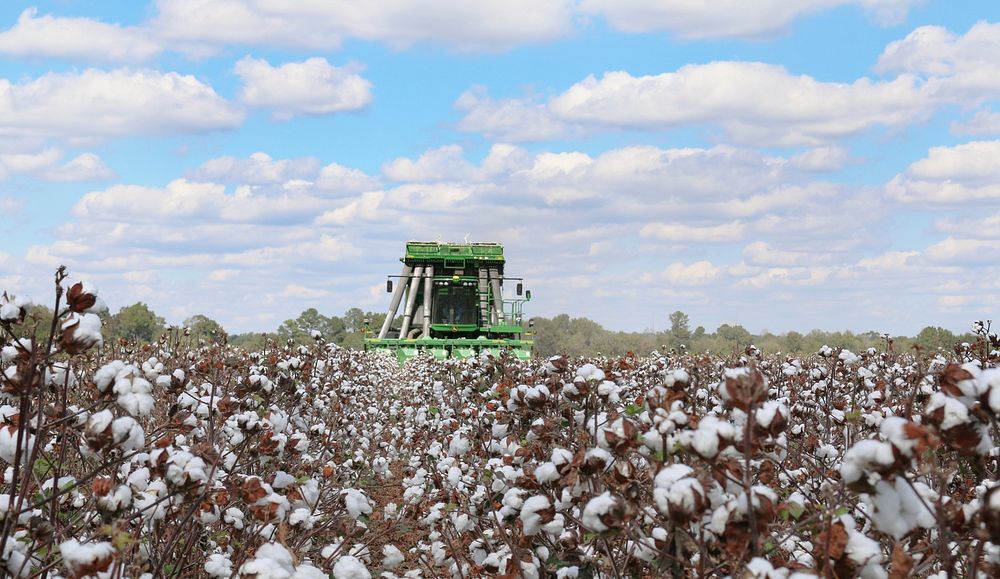 Cotton picker harvesting. Free public domain CC0 photo.