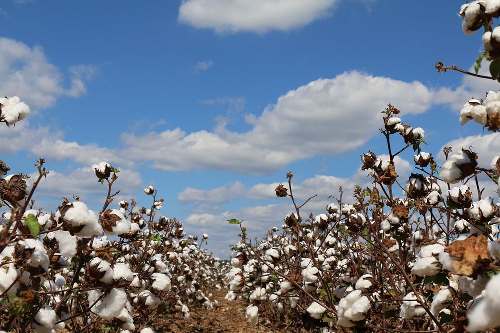 Defoliated Field of Cotton