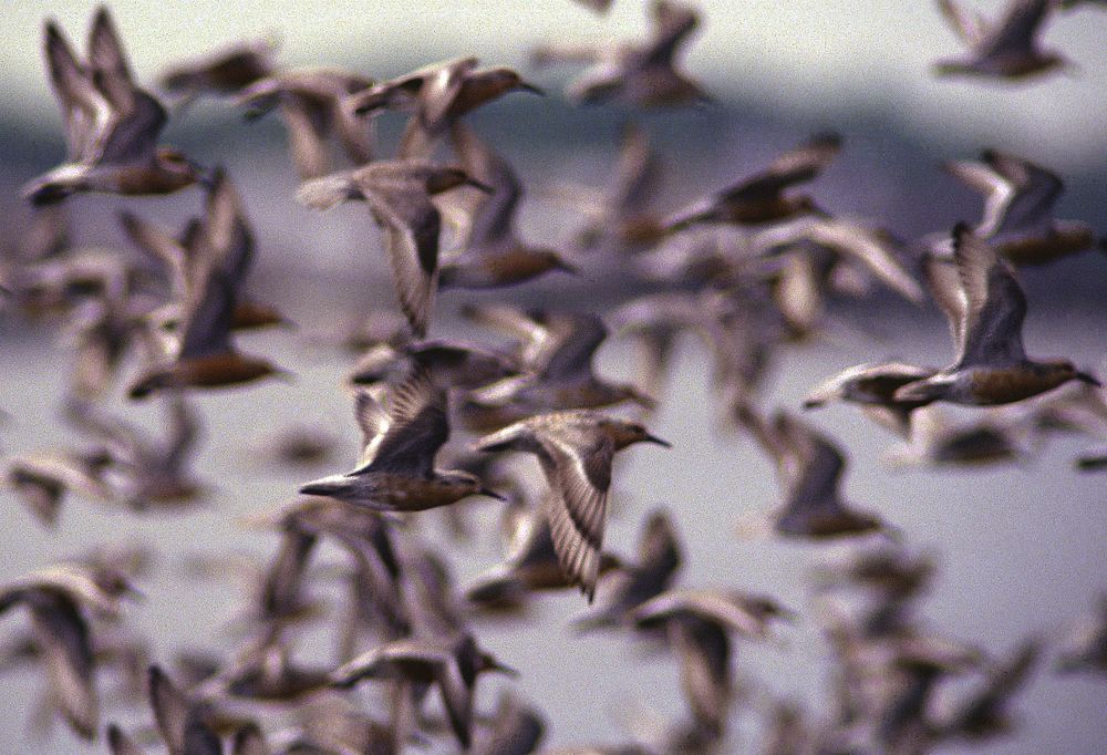 Flying red knots. Original public domain image from Flickr