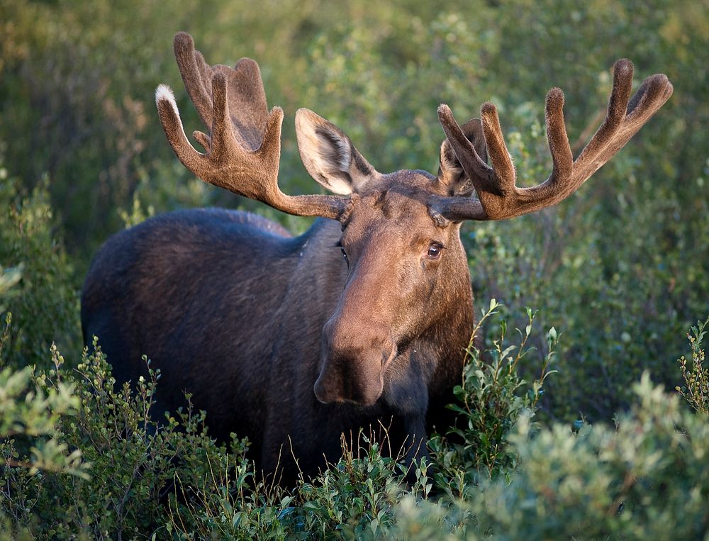 Bull Moose. Original public domain image from Flickr