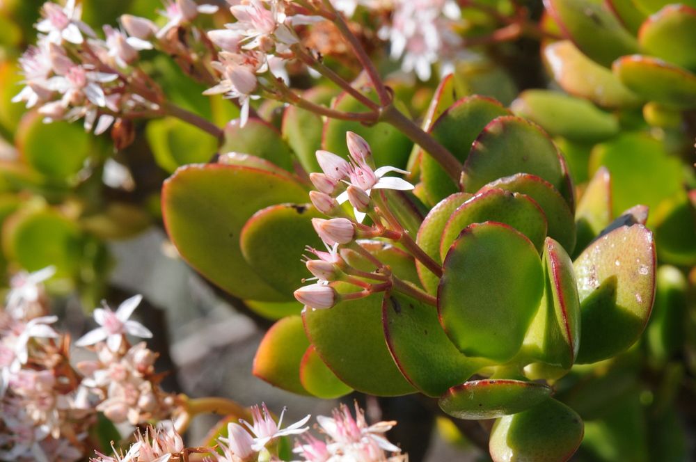Jade plant with many flowers