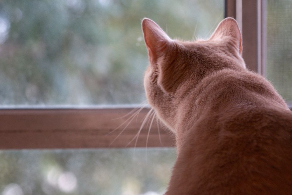 Tan cat looking out window from behind