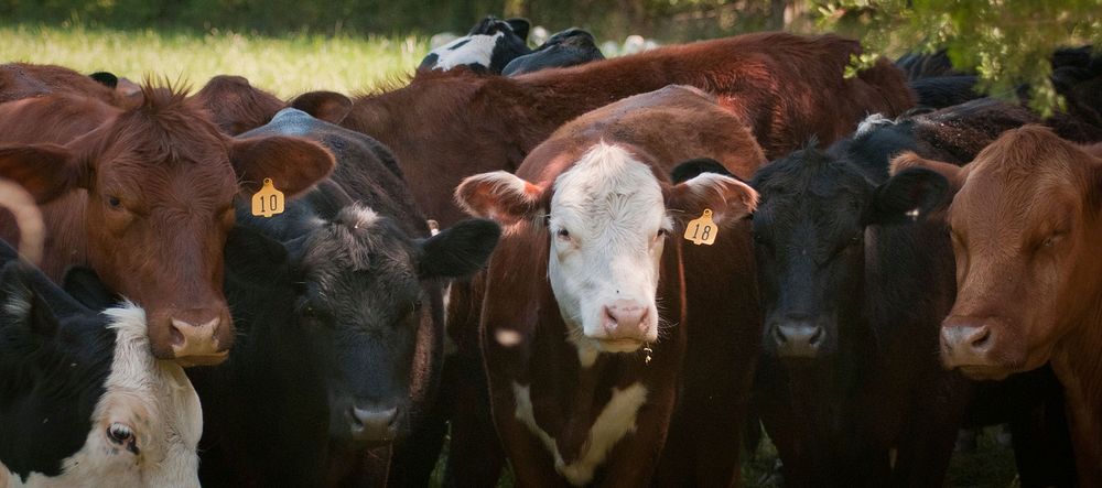 Cattle graze on grass at the Tuckahoe Plantation, in Goochland County, VA area on Thursday, May 5, 2011.