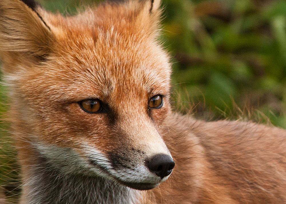 Red Fox. Original public domain image from Flickr