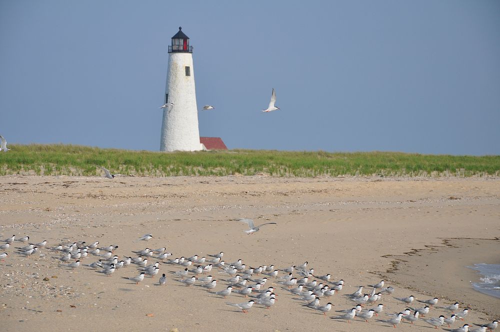 Terns at shore background. Original public domain image from Flickr