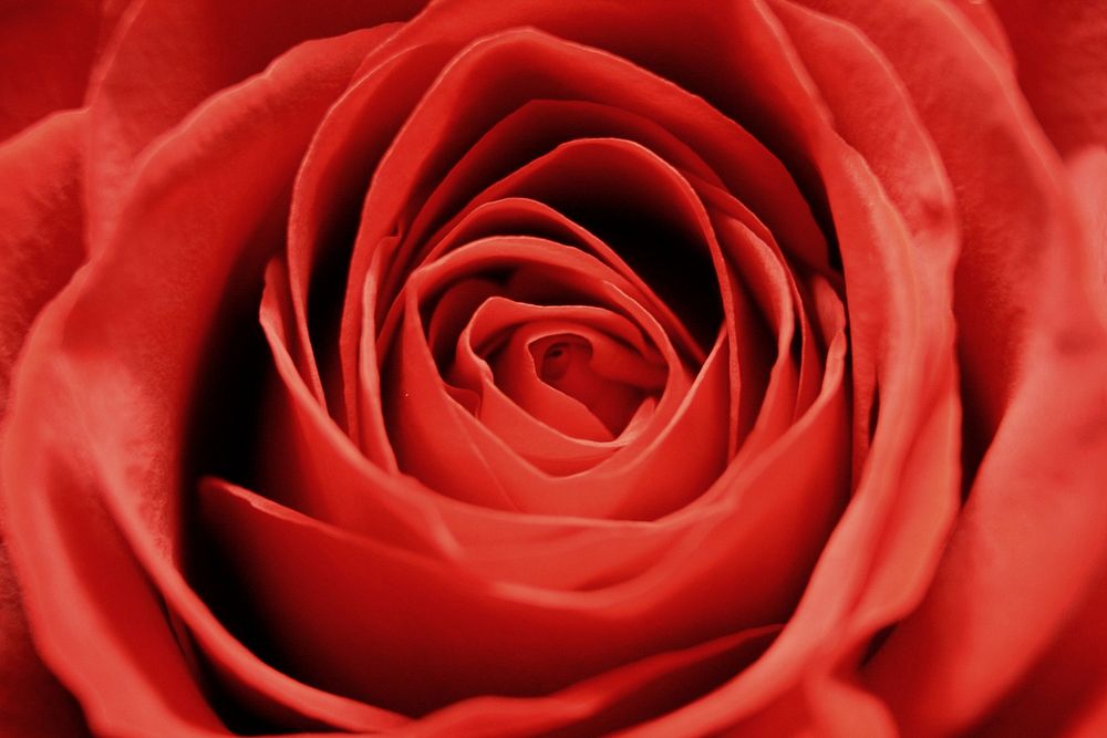 Macro red rose. Original public domain image from Flickr