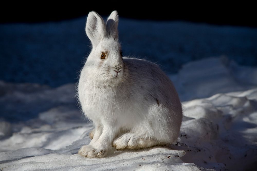 Snowshoe Hare. Original public domain image from Flickr
