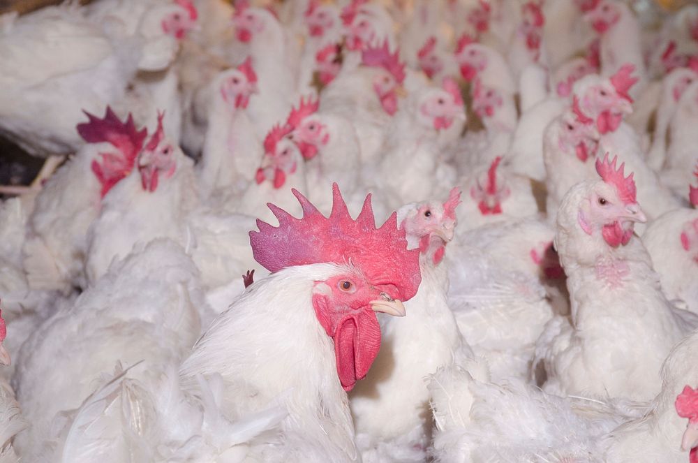 Some of the 17,000 poultry at Seldom Rest Farms located, north of Myerstown, PA, on Wednesday, April 20, 2011.