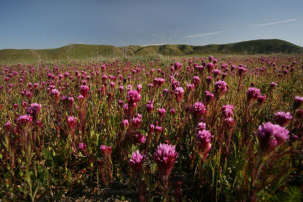 Three hundred years ago, California&rsquo;s Central Valley was vast grassland where antelope and elk grazed and wildflowers…