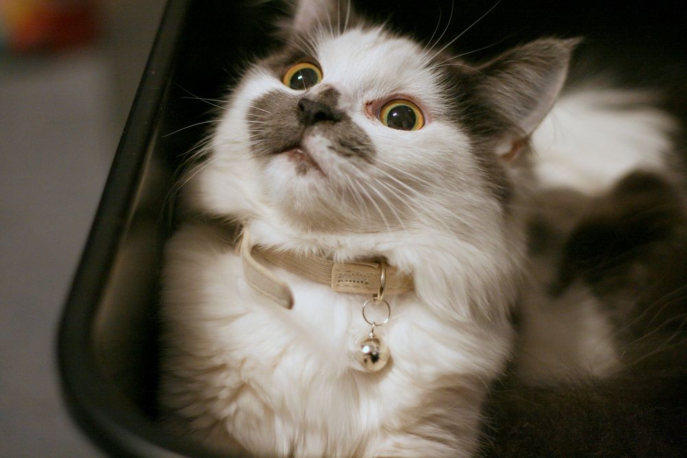 Cat with a collar sitting in a bin. Original public domain image from Flickr