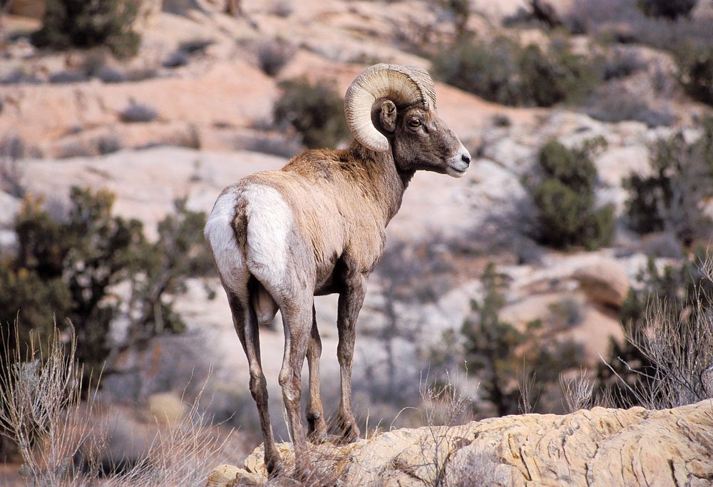 Bighorn Sheep. Original public domain image from Flickr