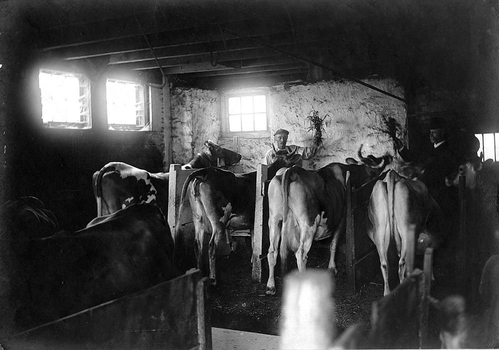 Mr. Detrich works inside his barn in Flourtown, Pennsylvania on April 29, 1903. Photo courtesy National Archives and Records…
