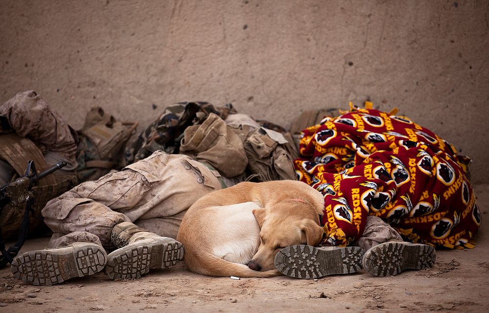 Let Sleeping Dogs Lie. The squad stopped to rest in an abandoned compound. All of the Marines and Afghan soldiers were…