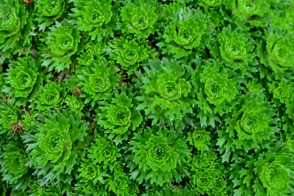 flower a carpet of green