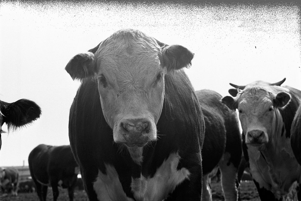 A Hereford beef cow at the Leo Timmerman & Sons feed lot in Indianola, Nebraska in April 1972. Photo courtesy National…