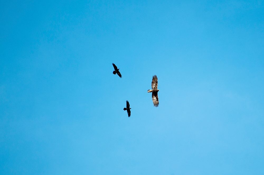 Golden eagle pursued by ravens