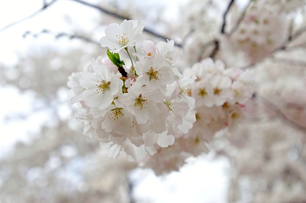 Cherry blossoms at the Tidal Basin in Washington, D.C., on Tuesday, March 20, 2012. USDA Photo by Lance Cheung. Original…