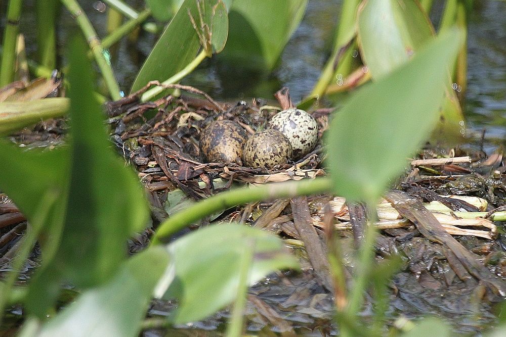 Black Tern nest