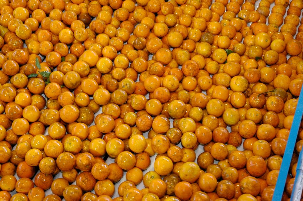 Oranges are processed at the Seald Sweet processing plant in Vero Beach, Florida on February 10, 2006.